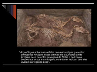 " Arqueólogos acham esqueletos dos mais antigos  jumentos domésticos no Egito   esses animais de 5.000 anos ainda lembram seus parentes selvagens da Núbia e da Etiópia. Lesões nos ossos e cartilagens, no entanto, indicam que eles viveram carregando peso”. 