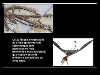 Os 20 fósseis encontrados na China apresentariam semelhanças com pterodáctilos mais primitivos e mais evoluídos, que viveram entre 65 milhões e 220 milhões de anos atrás. 