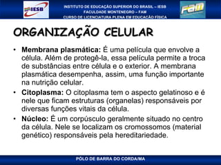 ORGANIZAÇÃO CELULAR Membrana plasmática:  É uma película que envolve a célula. Além de protegê-la, essa película permite a troca de substâncias entre célula e o exterior. A membrana plasmática desempenha, assim, uma função importante na nutrição celular. Citoplasma:  O citoplasma tem o aspecto gelatinoso e é nele que ficam estruturas (organelas) responsáveis por diversas funções vitais da célula. Núcleo:  É um corpúsculo geralmente situado no centro da célula. Nele se localizam os cromossomos (material genético) responsáveis pela hereditariedade.  