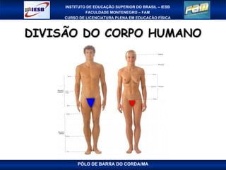 DIVISÃO DO CORPO HUMANO PÓLO DE BARRA DO CORDA/MA 