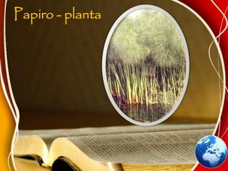 Papiro - planta
 
