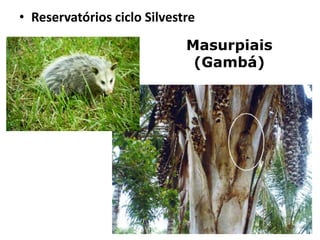 • Reservatórios ciclo Silvestre
Masurpiais
(Gambá)
 