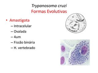 Trypanosoma cruzi
Formas Evolutivas
• Amastigota
– Intracelular
– Ovalada
– 4um
– Fissão binária
– H. vertebrado
 