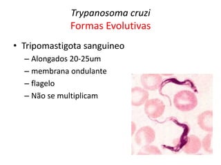 Trypanosoma cruzi
Formas Evolutivas
• Tripomastigota sanguineo
– Alongados 20-25um
– membrana ondulante
– flagelo
– Não se multiplicam
 