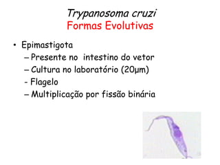 • Epimastigota
– Presente no intestino do vetor
– Cultura no laboratório (20μm)
- Flagelo
– Multiplicação por fissão binária
Trypanosoma cruzi
Formas Evolutivas
 