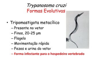 • Tripomastigota metacílico
– Presente no vetor
– Finos, 20-25 μm
– Flagelo
– Movimentação rápida
– Fezes e urina do vetor
– Forma infectante para o hospedeiro vertebrado
Trypanosoma cruzi
Formas Evolutivas
 