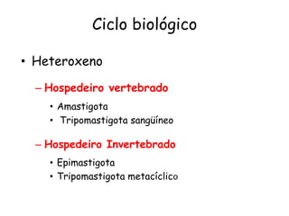 Ciclo biológico
• Heteroxeno
– Hospedeiro vertebrado
• Amastigota
• Tripomastigota sangüíneo
– Hospedeiro Invertebrado
• Epimastigota
• Tripomastigota metacíclico
 