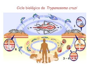 Ciclo biológico do Trypanosoma cruzi
 