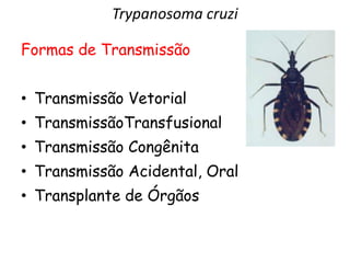 Trypanosoma cruzi
Formas de Transmissão
• Transmissão Vetorial
• TransmissãoTransfusional
• Transmissão Congênita
• Transmissão Acidental, Oral
• Transplante de Órgãos
 