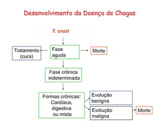 Desenvolvimento da Doença de Chagas
T. cruzi
Fase
aguda
Tratamento
(cura)
Fase crônica
indeterminada
Morte
Evolução
benigna
Evolução
maligna
Formas crônicas:
Cardíaca,
digestiva
ou mista
Morte
 