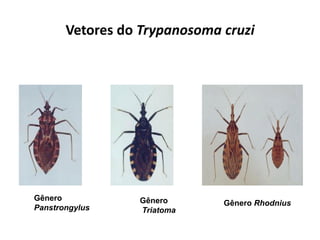 Vetores do Trypanosoma cruzi
Gênero
Panstrongylus
Gênero
Triatoma
Gênero Rhodnius
 