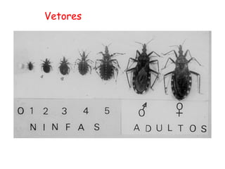 Vetores
 