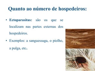 Quanto ao número de hospedeiros:
• Ectoparasitas: são os que se
localizam nas partes externas dos
hospedeiros.
• Exemplos: a sanguessuga, o piolho,
a pulga, etc.
 