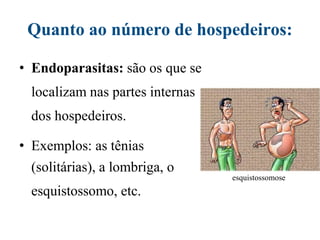 Quanto ao número de hospedeiros:
• Endoparasitas: são os que se
localizam nas partes internas
dos hospedeiros.
• Exemplos: as tênias
(solitárias), a lombriga, o
esquistossomo, etc.
esquistossomose
 