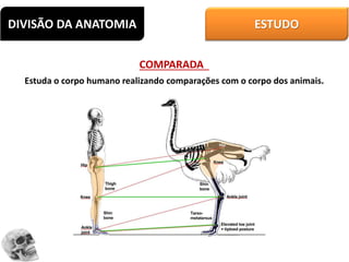 DIVISÃO DA ANATOMIA ESTUDO
COMPARADA
Estuda o corpo humano realizando comparações com o corpo dos animais.
 