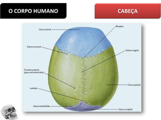 O CORPO HUMANO CABEÇA
 