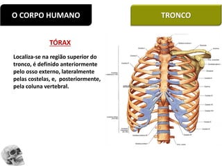 TÓRAX
Localiza-se na região superior do
tronco, é definido anteriormente
pelo osso externo, lateralmente
pelas costelas, e, posteriormente,
pela coluna vertebral.
Uso de cortes seriados para ser
associado aos estudos de
tomografias e
ressonâncias magnéticas.
O CORPO HUMANO TRONCO
 