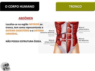ABDÔMEN
Localiza-se na região INFERIOR ao
tronco, tem como representante o
SISTEMA DIGESTÓRIO e o SISTEMA
URINÁRIO.
NÃO POSSUI ESTRUTURA ÓSSEA.
O CORPO HUMANO TRONCO
 