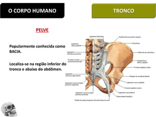 PELVE
Popularmente conhecida como
BACIA.
Localiza-se na região inferior do
tronco e abaixo do abdômen.
O CORPO HUMANO TRONCO
 
