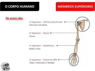 O CORPO HUMANO MEMBROS SUPERIORES
Os ossos são:
 