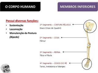 O CORPO HUMANO MEMBROS INFERIORES
Possui diversas funções:
• Sustentação
• Locomoção
• Manutenção da Postura
(Bípede)
 