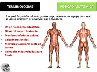 TERMINOLOGIAS POSIÇÃO ANATÔMICA
É a posição padrão adotada para o corpo humano no espaço, para que
se possa descrever as estruturas que o compõem.
• De pé na posição ortostática.
• Olhos mirando o horizonte.
• Membros inferiores unidos.
• Calcanhares unidos.
• Membros superiores junto ao
tronco .
• Palma das mãos voltadas para
frente
 