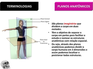 TERMINOLOGIAS PLANOS ANATÔMICOS
• São planos imaginários que
dividem o corpo em duas
metades.
• Têm o objetivo de separar o
corpo em partes para facilitar o
estudo e nomear as estruturas
anatômicas com relação espacial.
• Ou seja, através dos planos
anatômicos podemos dividir o
corpo humano em 3 dimensões e
assim podemos localizar e
posicionar todas estruturas.
 