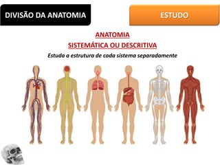 DIVISÃO DA ANATOMIA ESTUDO
ANATOMIA
SISTEMÁTICA OU DESCRITIVA
Estuda a estrutura de cada sistema separadamente
 