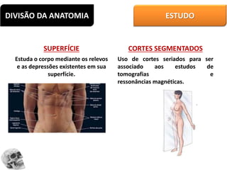 DIVISÃO DA ANATOMIA ESTUDO
SUPERFÍCIE
Estuda o corpo mediante os relevos
e as depressões existentes em sua
superfície.
CORTES SEGMENTADOS
Uso de cortes seriados para ser
associado aos estudos de
tomografias e
ressonâncias magnéticas.
 