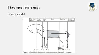 Desenvolvimento
• Craniocaudal
 