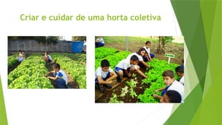 Criar e cuidar de uma horta coletiva
 