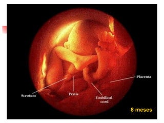 8 meses 