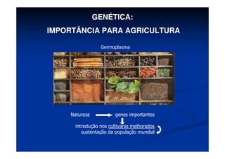 Natureza genes importantes
introdução nos cultivares melhorados
sustentação da população mundial
GENÉTICA:
IMPORTÂNCIA PARA AGRICULTURA
Germoplasma
 
