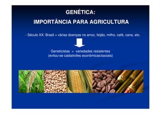 GENÉTICA:
IMPORTÂNCIA PARA AGRICULTURA
- Século XX: Brasil = várias doenças no arroz, feijão, milho, café, cana, etc.
Geneticistas = variedades resistentes
(evitou-se catástrofes econômicas/sociais)
 