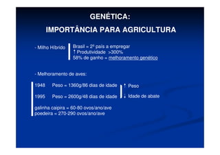GENÉTICA:
IMPORTÂNCIA PARA AGRICULTURA
- Milho Híbrido Brasil = 2º país a empregar
Produtividade >300%
58% de ganho = melhoramento genético
- Melhoramento de aves:
1948 Peso = 1360g/86 dias de idade
1995 Peso = 2600g/48 dias de idade
galinha caipira = 60-80 ovos/ano/ave
poedeira = 270-290 ovos/ano/ave
Peso
Idade de abate
 