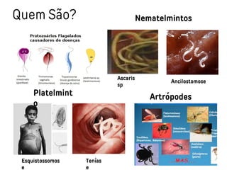 Quem São?
Ascaris
sp
Ancilostomose
Nematelmintos
Esquistossomos
e
Platelmint
o
Tenías
e
Artrópodes
 