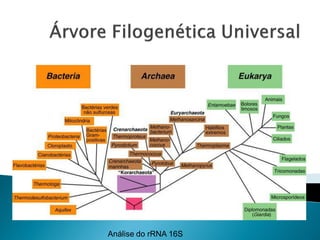Análise do rRNA 16S
 