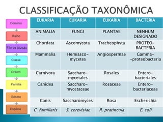 EUKARIA          EUKARIA          EUKARIA         BACTERIA

 ANIMALIA           FUNGI          PLANTAE         NENHUM
                                                  DESIGNADO
 Chordata        Ascomycota      Tracheophyta      PROTEO-
                                                   BACTERIA
Mammalia         Hemiasco-       Angiospermae       Gamma-
                  mycetes                        -proteobacteria


 Carnívora        Saccharo-        Rosales          Entero-
                  mycetales                        bacteriales
  Canídea        Saccharo-         Rosaceae         Entero-
                 mycetaceae                       bacteriaceae

   Canis        Saccharomyces        Rosa          Escheríchia

C. familiaris    S. cerevisiae   R. pratincula       E. coli
 