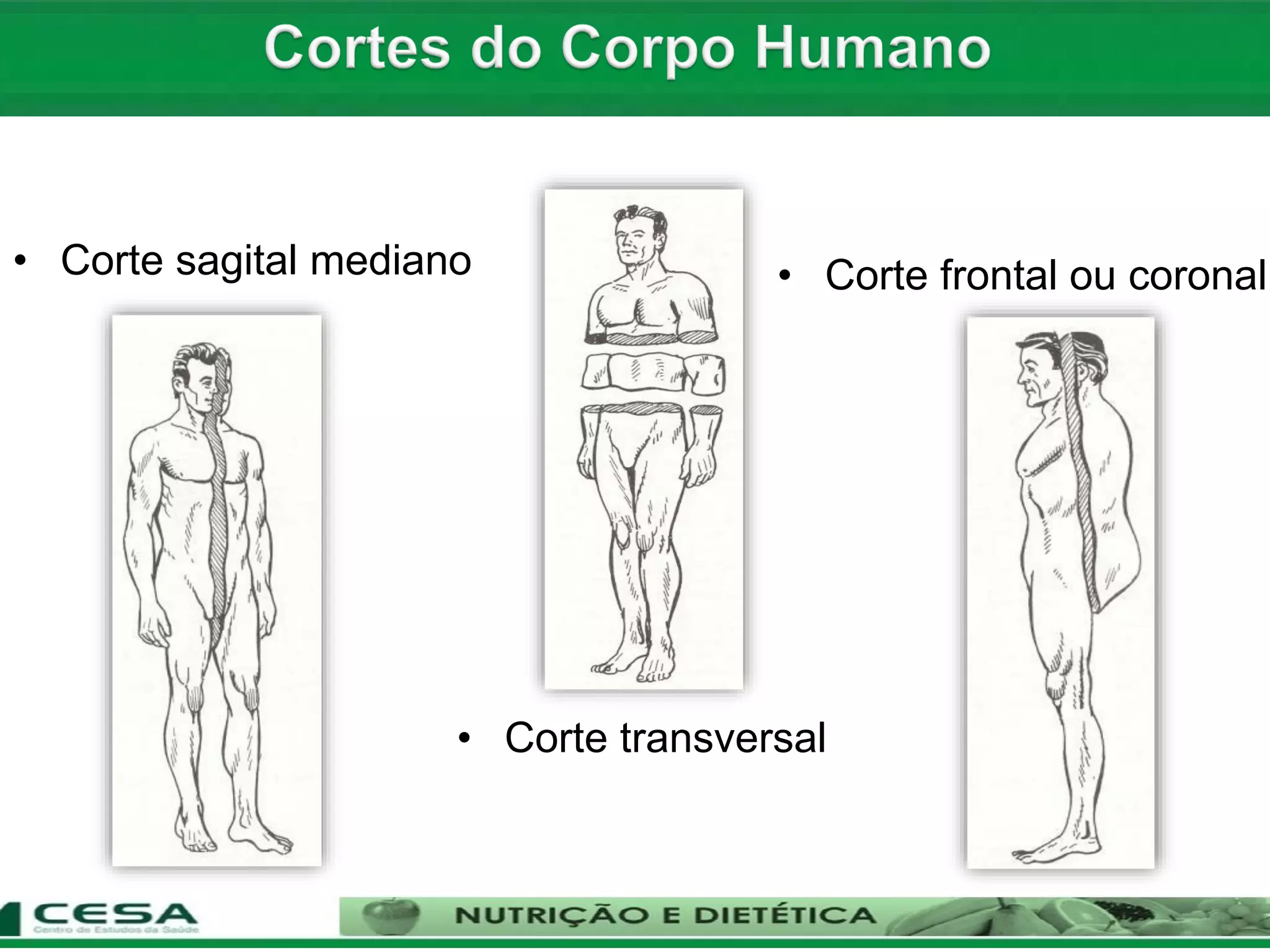 Aula 01 introdução a anatomia - posição, planos, cortes e divisões do ...