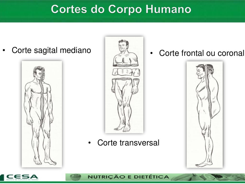 Tipos De Corte Anatomia - FDPLEARN