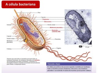 A célula bacteriana
 