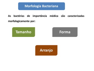 As bactérias de importância médica são caracterizadas
morfologicamente por:
Morfologia Bacteriana
Tamanho
Arranjo
Forma
 