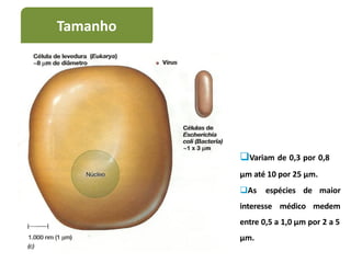 Variam de 0,3 por 0,8
μm até 10 por 25 μm.
As espécies de
interesse médico
maior
medem
entre 0,5 a 1,0 μm por 2 a 5
μm.
Tamanho
 