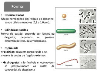 • Esférica: Cocos
Grupo homogêneo em relação ao tamanho,
sendo células menores (0,8 a 1,0 μm).
• Cilíndrica: Bacilos
Forma de bastão, podendo ser longos ou
delgados, pequenos ou grossos,
extremidade reta, ou arredondada.
• Espiralada
=>Espirilos: possuem corpo rígido e se
movem às custas de flagelos externos.
=>Espiroquetas: são flexíveis e locomovem-
se provavelmente às custas de
contrações do citoplasma
Forma
 
