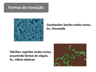 Cocobacilos: bacilos muito curtos.
Ex.: Prevotella
Vibriões: espirilos muito curtos,
assumindo formas de vírgula.
Ex.: Vibrio cholerae
Formas de transição
 