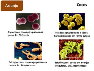 Cocos
Diplococos: cocos agrupados aos
pares. Ex: Neisseria
Tétrades: agrupados de 4 cocos
Sarcina: 8 cocos em forma cúbica
Estreptococos: cocos agrupados em
cadeia. Ex: Streptococcus
Estafilococos: cocos em arranjos
irregulares. Ex: Staphylococos
Arranjo
 