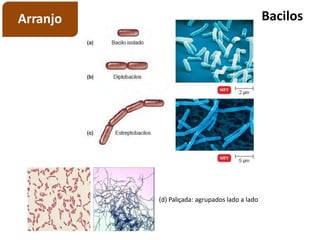 Bacilos
Arranjo
(d) Paliçada: agrupados lado a lado
 