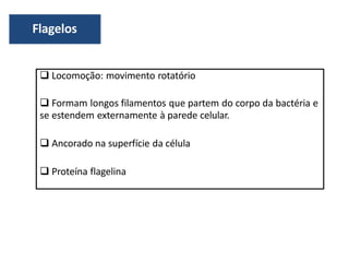  Locomoção: movimento rotatório
 Formam longos filamentos que partem do corpo da bactéria e
se estendem externamente à parede celular.
 Ancorado na superfície da célula
 Proteína flagelina
Flagelos
 