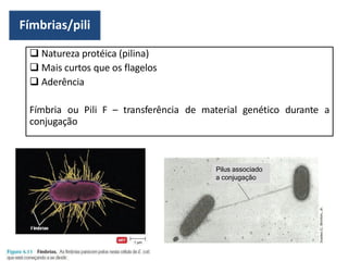  Natureza protéica (pilina)
 Mais curtos que os flagelos
 Aderência
Fímbria ou Pili F – transferência de material genético durante a
conjugação
Fímbrias/pili
Pilus associado
a conjugação
 