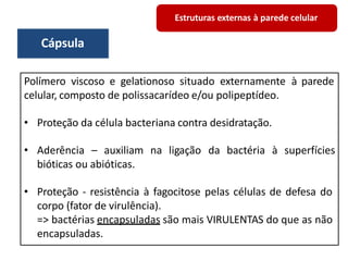 Estruturas externas à parede celular
Polímero viscoso e gelationoso situado externamente à parede
celular, composto de polissacarídeo e/ou polipeptídeo.
• Proteção da célula bacteriana contra desidratação.
• Aderência – auxiliam na ligação da bactéria à superfícies
bióticas ou abióticas.
• Proteção - resistência à fagocitose pelas células de defesa do
corpo (fator de virulência).
=> bactérias encapsuladas são mais VIRULENTAS do que as não
encapsuladas.
Cápsula
 